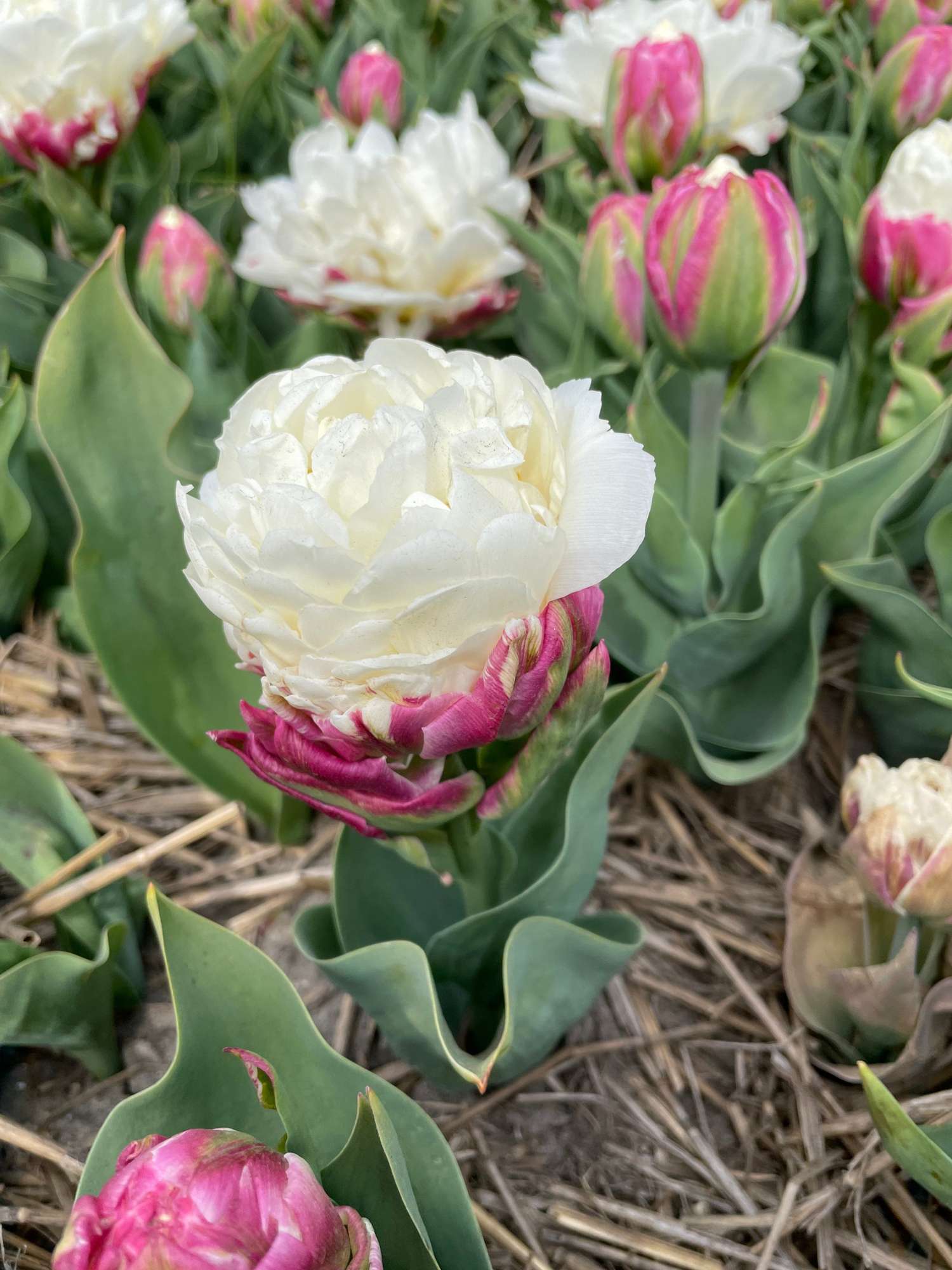 Tulpe 'Ice Cream' - Tulipaner